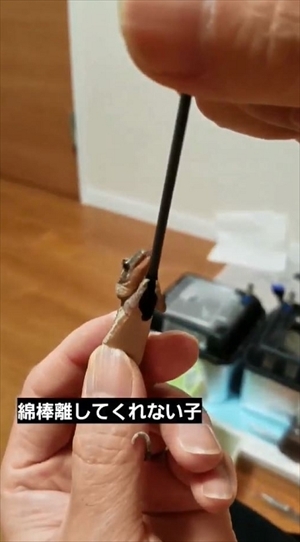 綿棒を離さないヤモリ