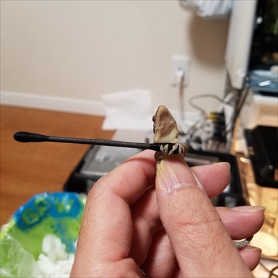 綿棒を離さないヤモリ