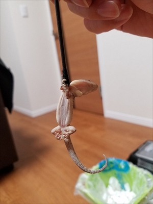 綿棒を離さないヤモリ