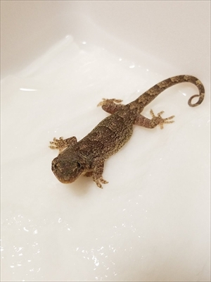 綿棒を離さないヤモリ