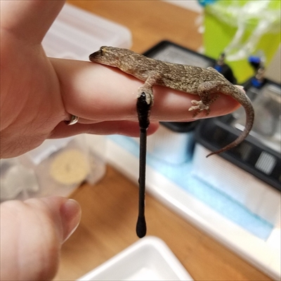 綿棒を離さないヤモリ