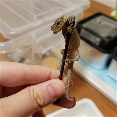 綿棒を離さないヤモリ