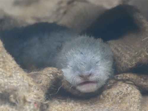 カワウソの赤ちゃん