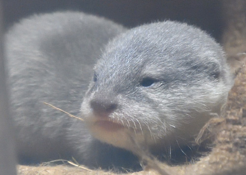カワウソの赤ちゃん