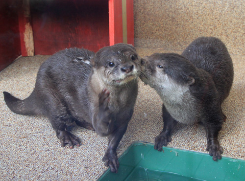 カワウソの夫婦