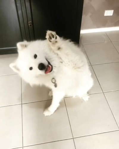 サモエドのバンビちゃん