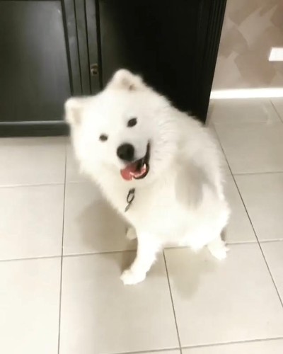 サモエドのバンビちゃん