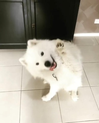 サモエドのバンビちゃん