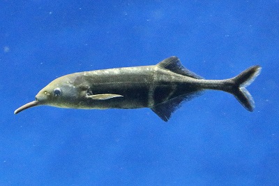 へんないきもの