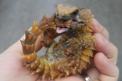 へんないきもの