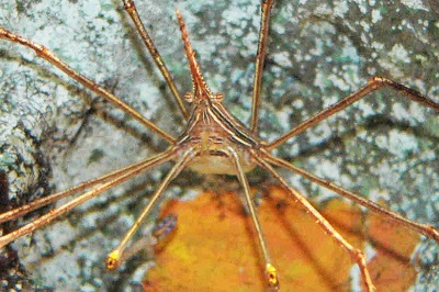 へんないきもの