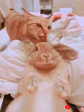 ニャンコとウサギ