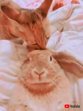 ニャンコとウサギ