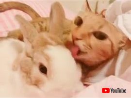 ニャンコとウサギ