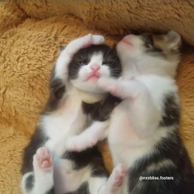 nxxbliss.fosters