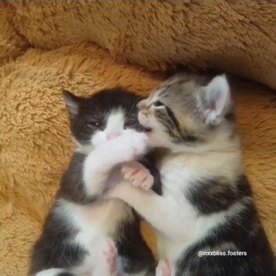 nxxbliss.fosters