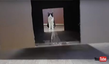 迷路の穴から見える猫ちゃん