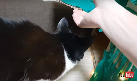  迷路に入る猫ちゃん