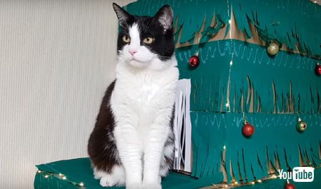  迷路の出口と猫ちゃん