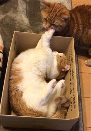 茶太郎きなこの短足日記