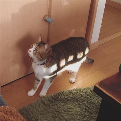 猫バス