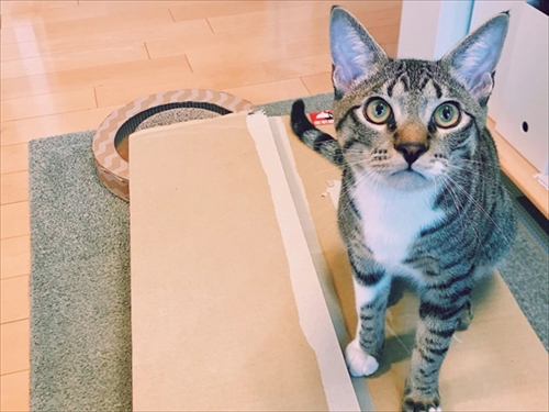 たいとコスモス、ときどきザクロ