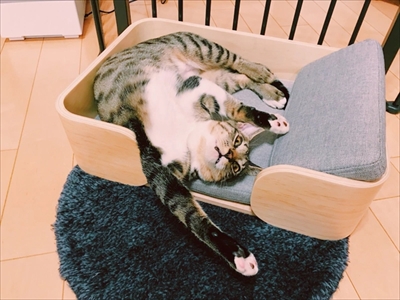 たいとコスモス、ときどきザクロ