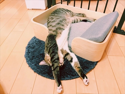 たいとコスモス、ときどきザクロ