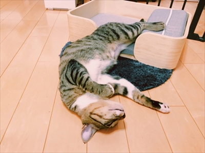 たいとコスモス、ときどきザクロ