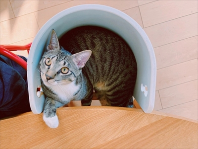 たいとコスモス、ときどきザクロ