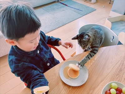 たいとコスモス、ときどきザクロ