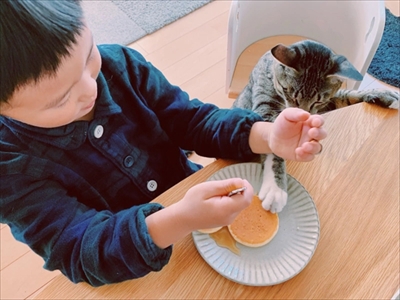 たいとコスモス、ときどきザクロ