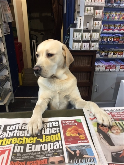 犬の店員さん