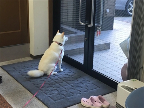 白柴『きなこ』のお気楽ブログ