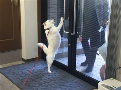 白柴『きなこ』のお気楽ブログ