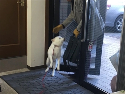 白柴『きなこ』のお気楽ブログ