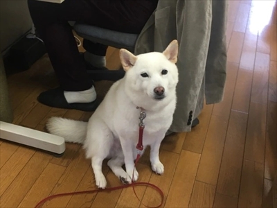 白柴『きなこ』のお気楽ブログ