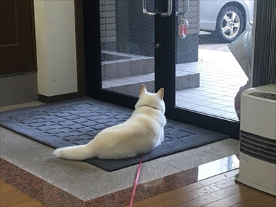 白柴『きなこ』のお気楽ブログ