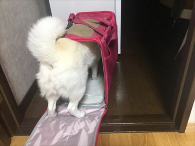 白柴『きなこ』のお気楽ブログ