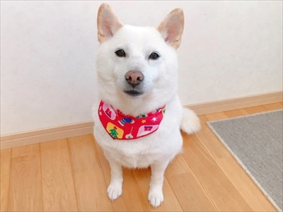 白柴『きなこ』のお気楽ブログ