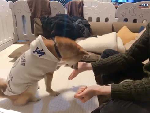 おやつ 外す 少しずつ気付いていく 柴犬 表情 りんご郎