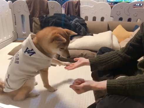 おやつ 外す 少しずつ気付いていく 柴犬 表情 りんご郎