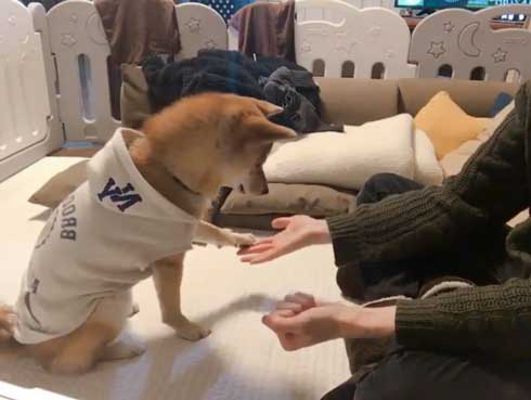 おやつ 外す 少しずつ気付いていく 柴犬 表情 りんご郎