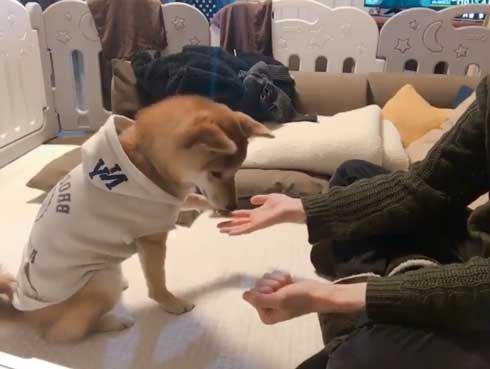 おやつ 外す 少しずつ気付いていく 柴犬 表情 りんご郎