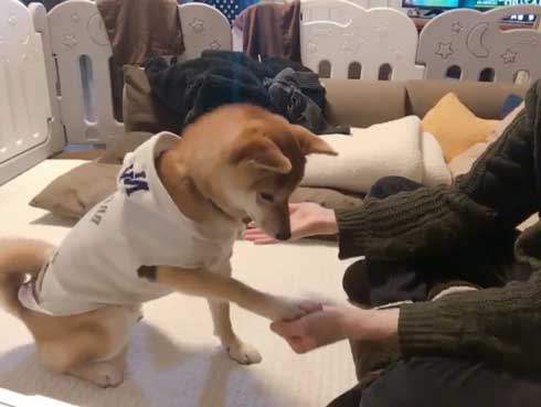 おやつ 外す 少しずつ気付いていく 柴犬 表情 りんご郎