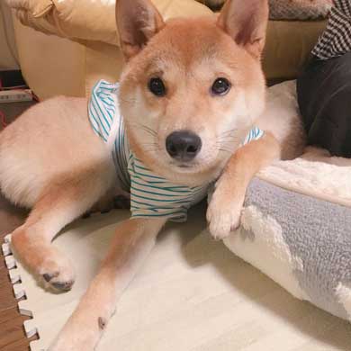 おやつ 外す 少しずつ気付いていく 柴犬 表情 りんご郎