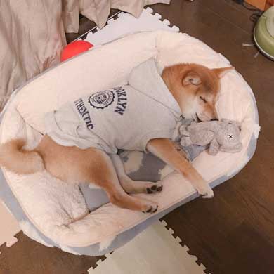 おやつ 外す 少しずつ気付いていく 柴犬 表情 りんご郎