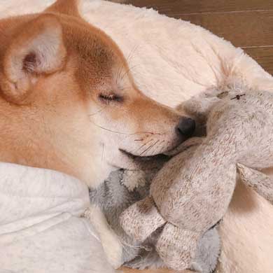 おやつ 外す 少しずつ気付いていく 柴犬 表情 りんご郎