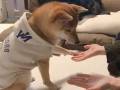 おやつを外した現実に少しずつ気付いていく柴犬さん　「……!?」なリアクションがかわいい