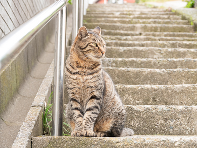 横須賀　トンネル　隧道　汐入　平沼義之　ネコ